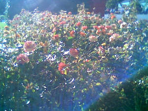 rosesb.jpg