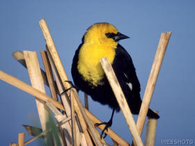 yellowheadedblackbird.jpg